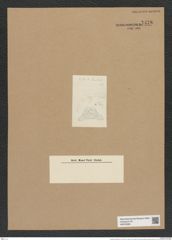 Triceratium heiberii Grun. (de-Toni-Nr.: Genus 140, Species 4001) Zeichnungen Sammlung Grunow Nr. 7478 (NHMW-BOT-W0376585)